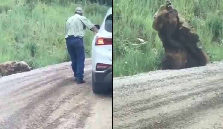 Un ours malade effraie les gens au bord d'une route