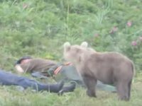 Un ourson curieux surprend deux pêcheurs endormis