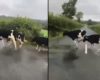 Un troupeau de vaches saute au-dessus de la ligne blanche d'une route comme un obstacle