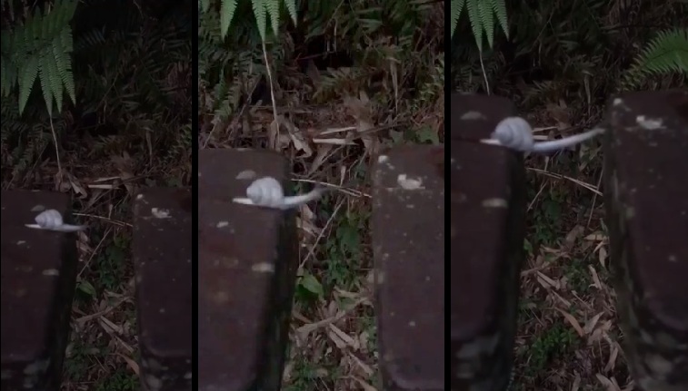 Escargot traverse malgré le vide entre deux bouts de bois