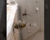 Un combat acharné entre une araignée et une guêpe