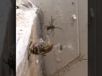 Un combat acharné entre une araignée et une guêpe