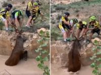 Des cyclistes sauvent un gros cerf pris au piège dans les ruines inondées d'un bâtiment