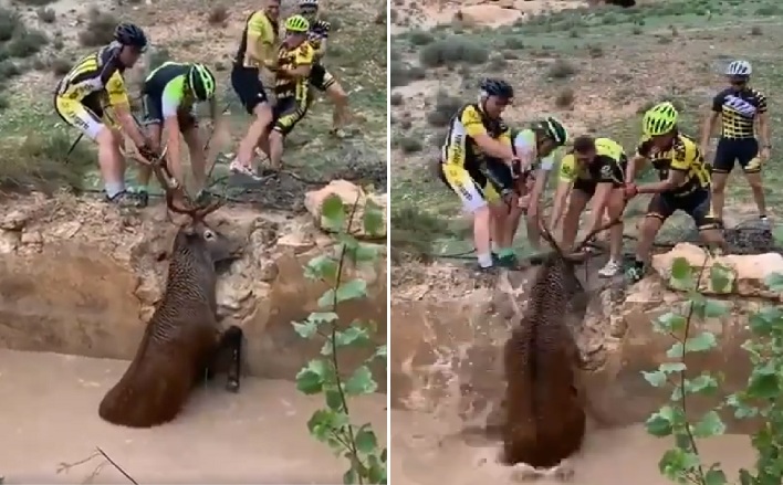 Des cyclistes sauvent un gros cerf pris au piège dans les ruines inondées d'un bâtiment