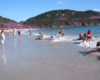 Des dauphins viennent s'échouer sans raison sur une plage au brésil