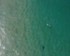 Un drone sauve un surfeur d'un requin à l'aide de haut-parleurs (Australie)