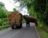 Un éléphant arrête un camion pour manger du foin