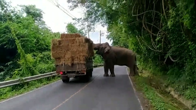 Un éléphant arrête un camion pour manger du foin