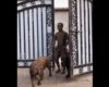 Ce jeune homme rentre d’une promenade mouvementée avec ses chiens