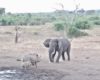 Une mère rhinocéros s’interpose pour sauver son bébé attaqué par un éléphant
