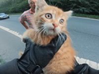 Ce motard sauve un chaton abandonné au milieu d'une route