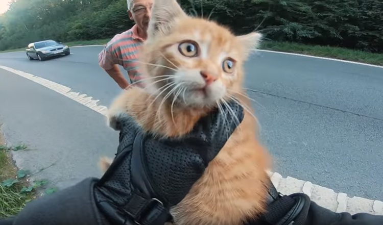 Ce motard sauve un chaton abandonné au milieu d'une route