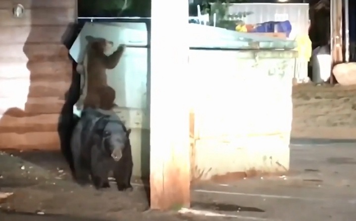 La police aide un ourson coincé dans une poubelle à se réunir avec sa famille
