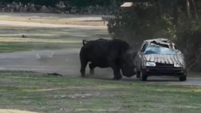 Un rhinocéros en colère attaque et renverse une voiture avec la gardienne bloqué à l'intérieur