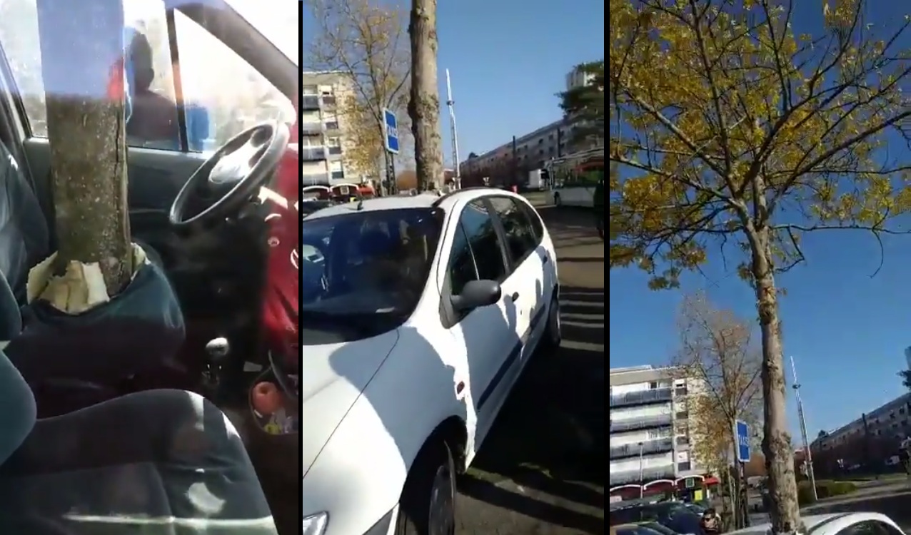 Un arbre a poussé au milieu d'une voiture à Nantes