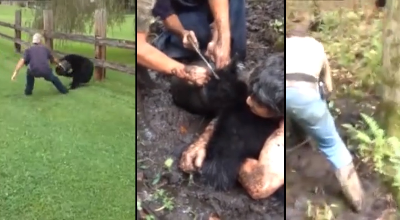 Ils tentent d'attraper un ours qui a la tête coincée dans un pot en plastique