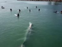Une baleine curieuse nage en dessous d'un groupe de surfeurs