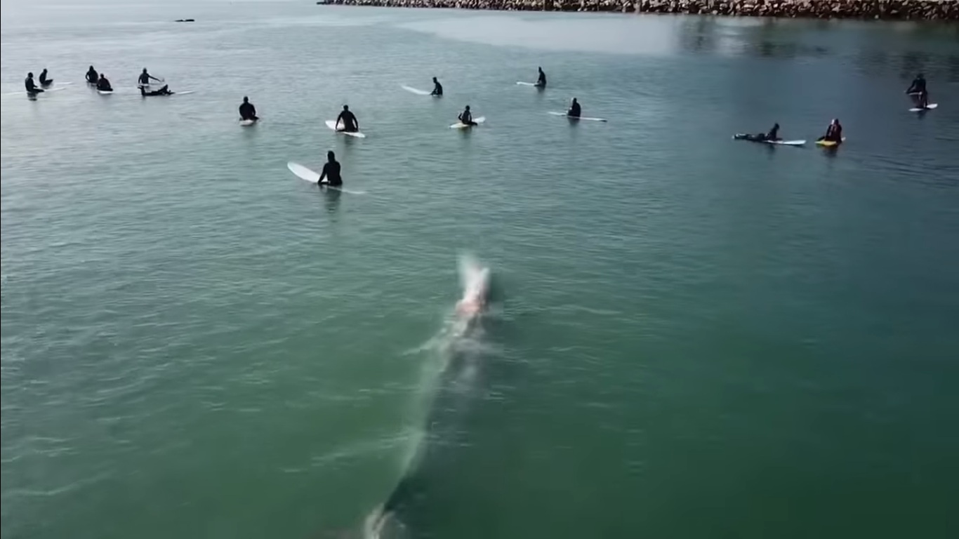 Une baleine curieuse nage en dessous d'un groupe de surfeurs