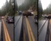 Il tente de faire partir un bison qui bloque la route