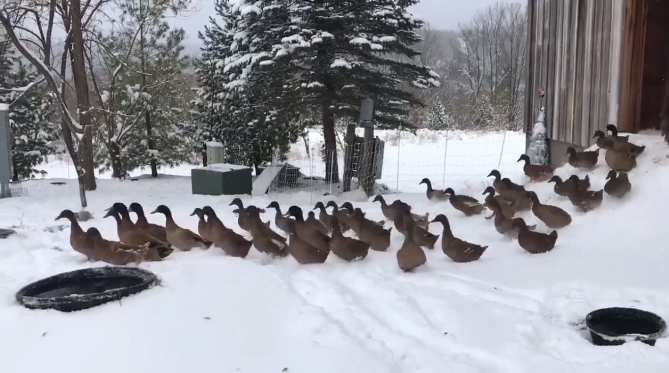 Des canards marchent dans la neige pour la première fois et se retourne immédiatement