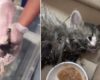 Un chaton est sauvé après que ses propriétaires cruels l'aient recouvert de colle