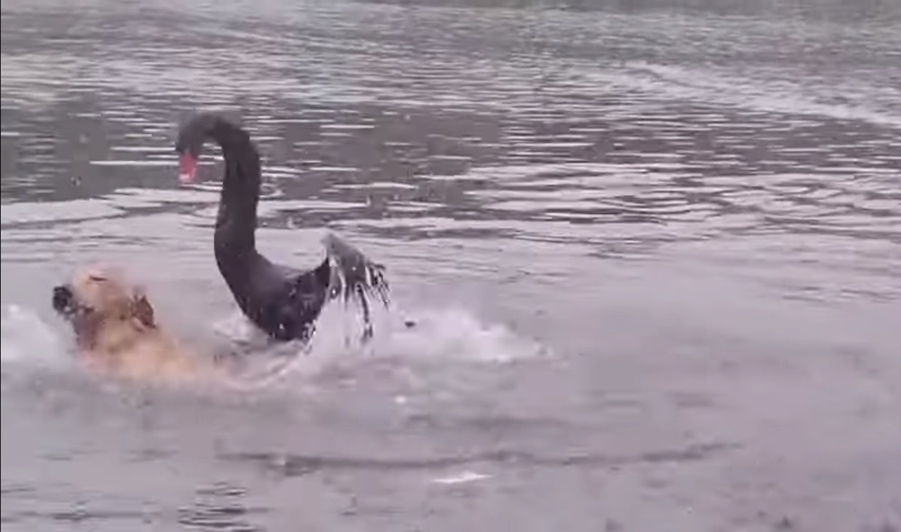 Un Golden Retriever a été attaqué par un cygne alors qu'il nageait dans un lac