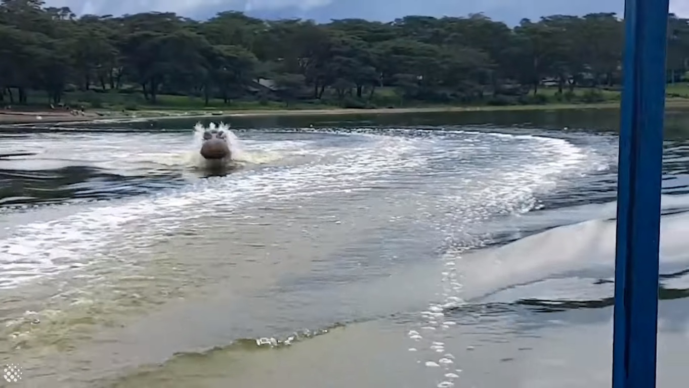 Un hippopotame en colère poursuit un bateau de touristes
