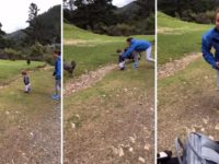 Une mère évite à son fils d'être frappé par un bélier en Nouvelle-Zélande