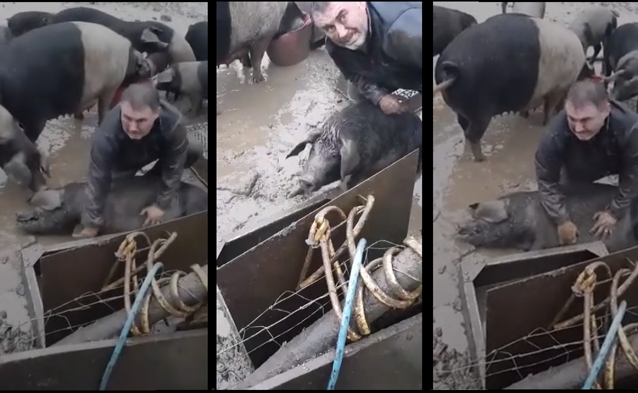 Un paysan tente désespérément de faire revivre son cochon