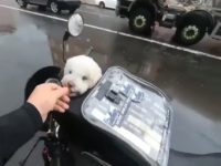 Ce sac permet d'emmener son chien à moto