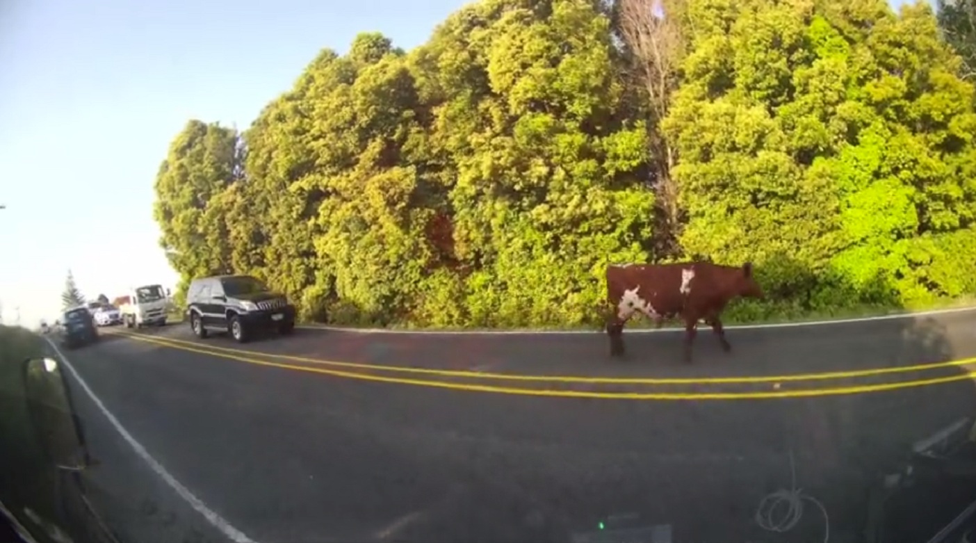 Une vache marche dans une route et provoque un bouchon de circulation