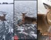Il sauve une famille de cerfs de Virginie pris au piège sur un lac gelé