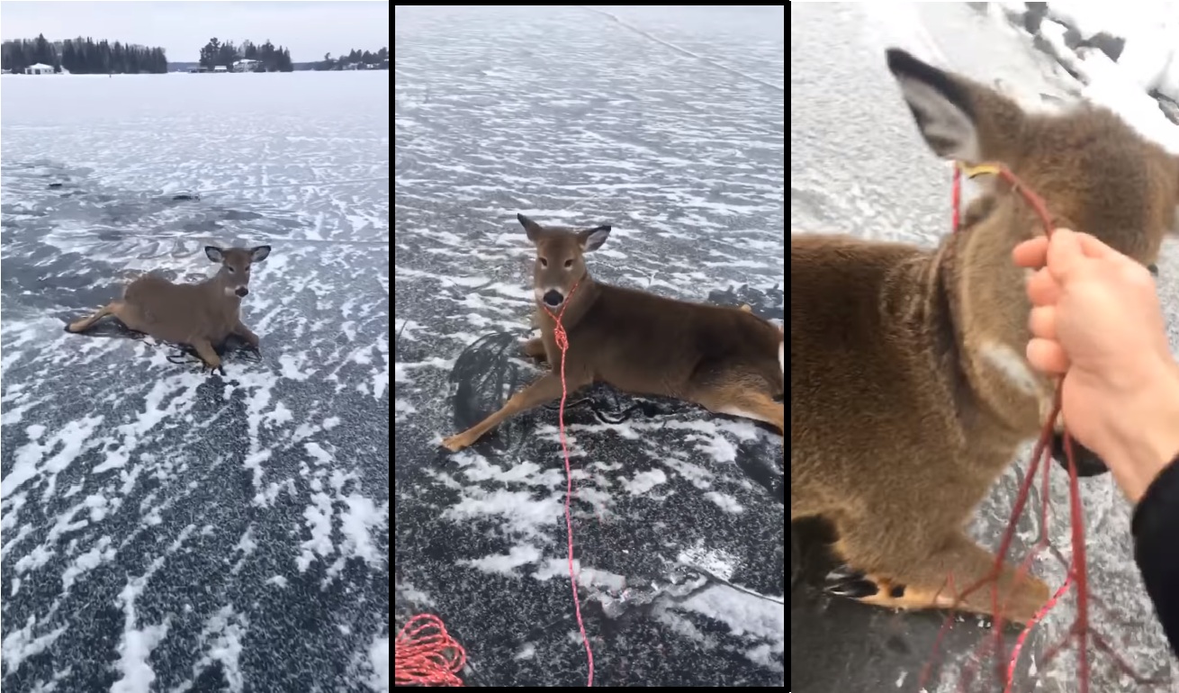 Il sauve une famille de cerfs de Virginie pris au piège sur un lac gelé