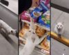Un chat attend qu’une cliente le fasse entrer dans un magasin pour lui acheter des friandises