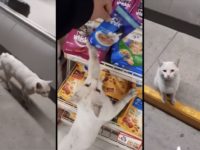 Un chat attend qu’une cliente le fasse entrer dans un magasin pour lui acheter des friandises