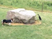 Un canard noir s'amuse à terroriser un pauvre chien