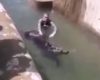 Un homme ivre essaye de noyer un vieil ours dans un zoo
