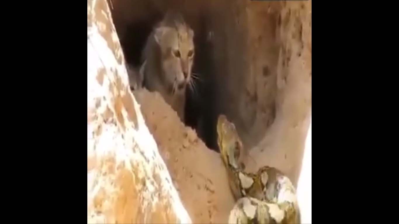 Une chatte sauvage défend ses bébés contre une attaque de serpent