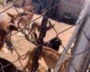 La garde civile sauve la vie de 41 chiens dans un état d'abandon grave