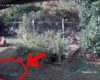 Un chiot attaqué par un python dans le jardin