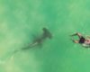 Un homme nage près d'un requin marteau sans s’en rendre compte