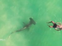 Un homme nage près d'un requin marteau sans s’en rendre compte