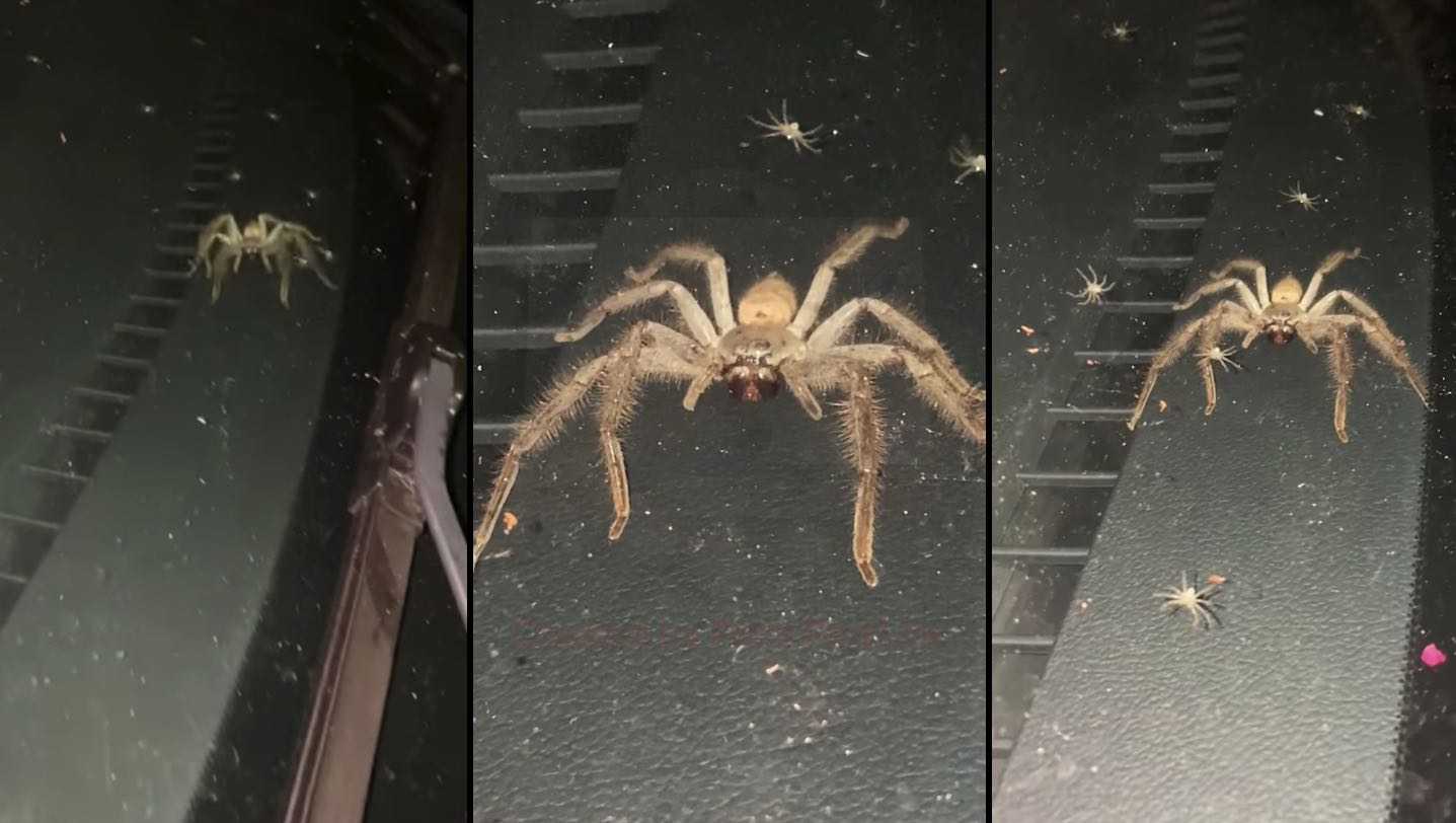 Une araignée et ses bébés ont élu domicile dans le tableau de bord d'une voiture