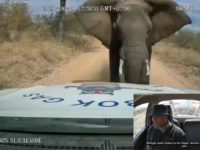 Un éléphant menace le conducteur d'un pick-up et passe à l'action