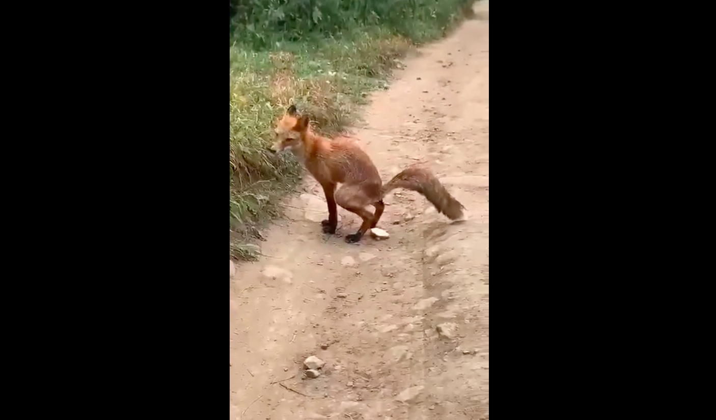 Un renard refuse de manger du pain et fini par chier dessus