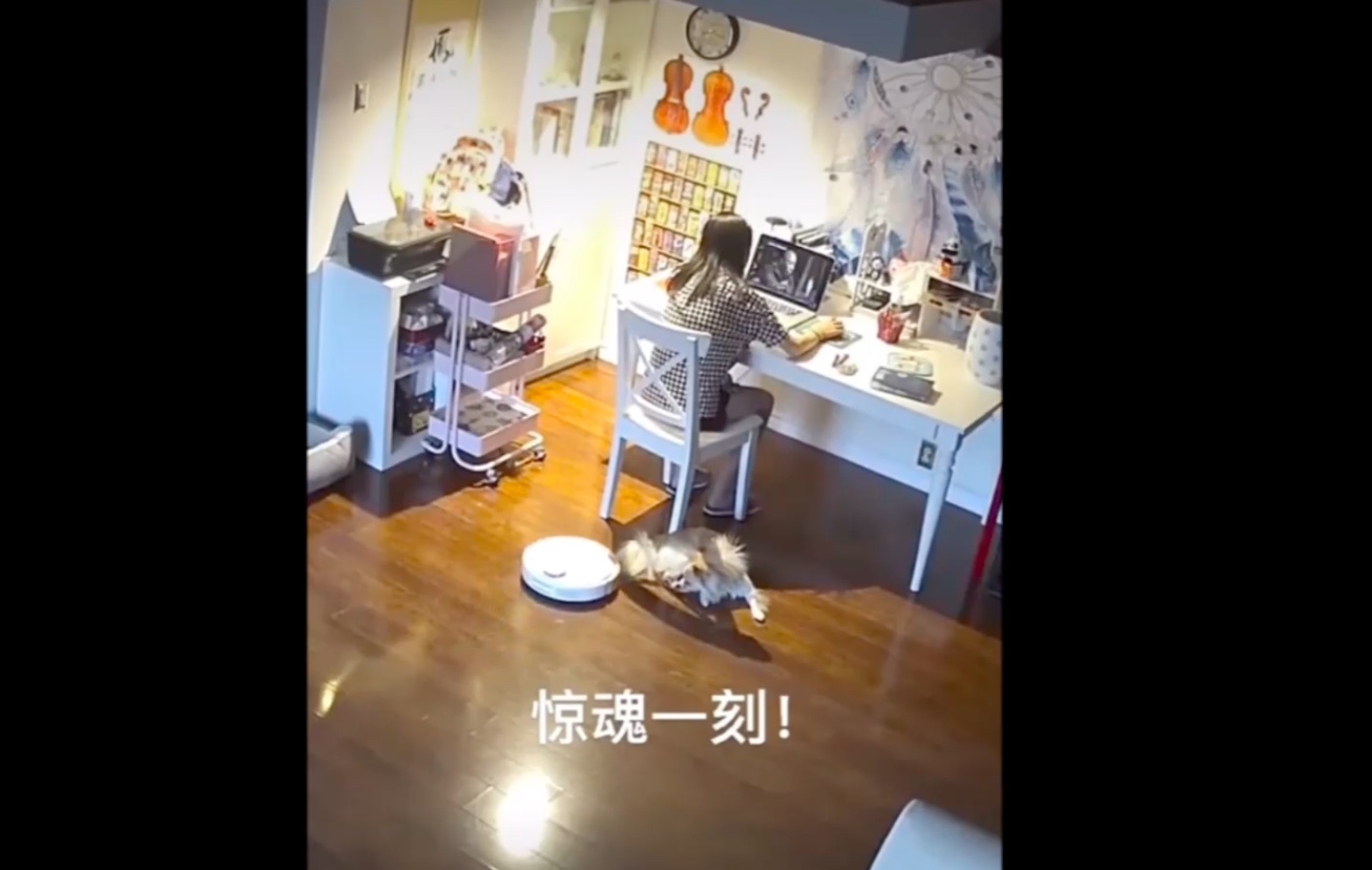 Un robot aspirateur attaque un chien