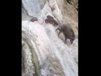 Des petits sangliers traversent un rocher dans la rivière sans leur maman