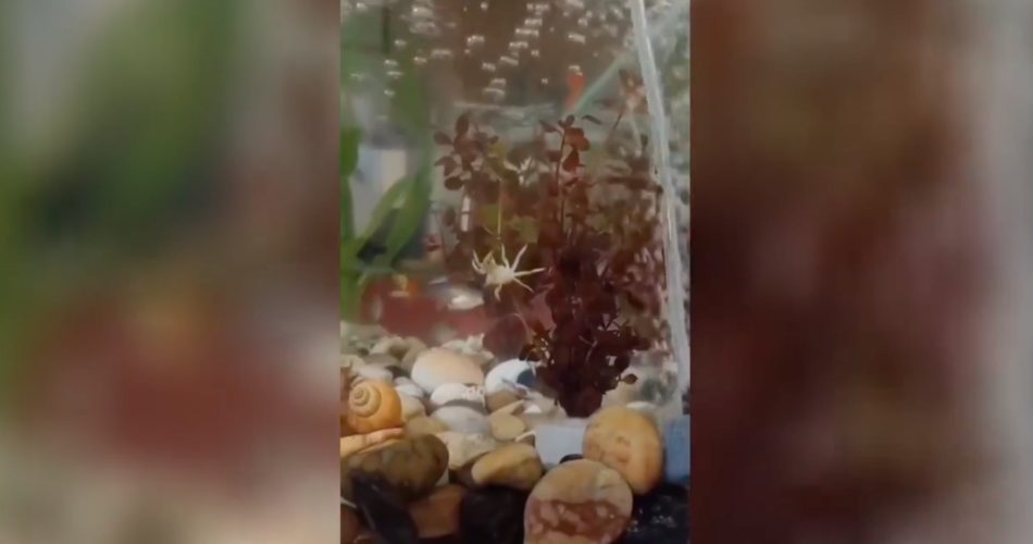 Un crabe s'amuse en jouant dans son aquarium