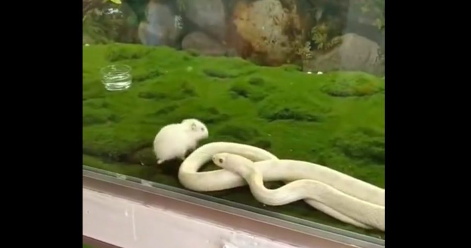 Un serpent se mord la queue